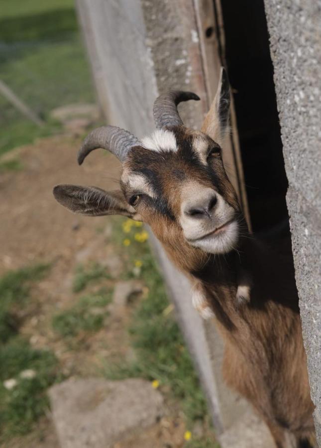 La Billardiere A La Ferme Le Menil-Ciboult